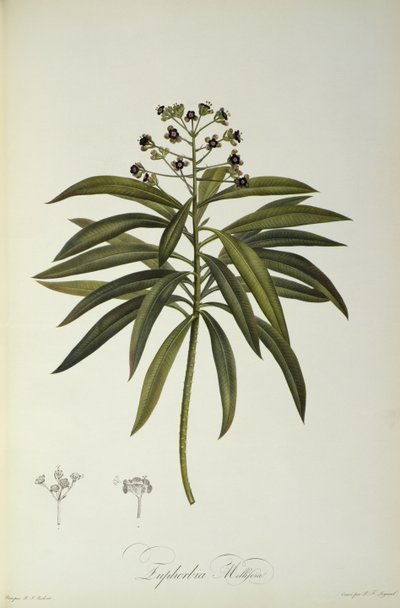Euphorbia Mellifera, from `Le Jardin de la Malmaison